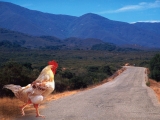 Why Did the Chicken Cross the Road_
