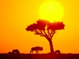 Wildebeest Herd, Africa