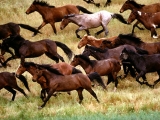 Wild Mustangs, Gardner Ranch, California
