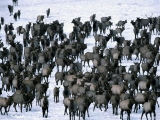 Winter Elk Herd, Grand Teton National Park