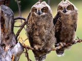 Wise Ones, Great Horned Owl