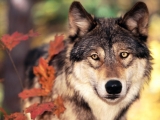 Wolf and Autumn Colors