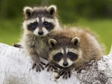 Young Raccoons, Minnesota