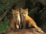 Young Red Fox Kits, Louisville, Kentucky