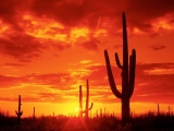 Burning Sunset, Saguaro National Park. Arizona