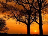 Elm Trees at Sunset, Illinois