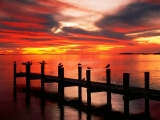 Seagulls at Sunset, Fort Myers, Florida